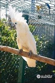 Cacatua ALBA Bianco PULLO 4Mesi ExpoGroup