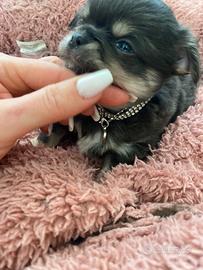 Chihuahua toy piccolo