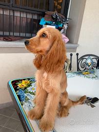 Cucciola di Cocker Spaniel femmina