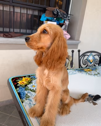 Cucciola di Cocker Spaniel femmina