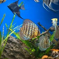 Discus e scalari