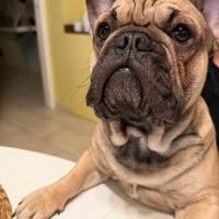Buldog francese monta