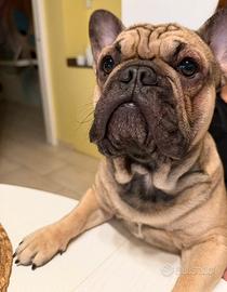 Buldog francese monta