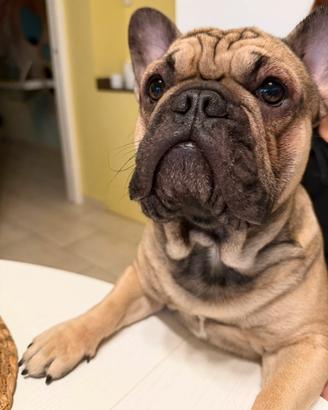 Buldog francese monta