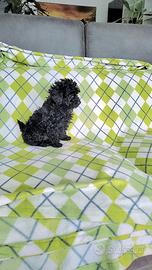 Barboncino black - small