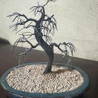 Bonsai argento 925