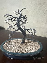 Bonsai argento 925
