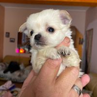 Stupendi cuccili chihuahua