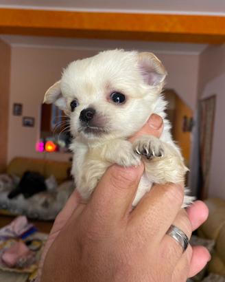 Stupendi cuccili chihuahua