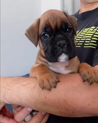 Cuccioli di BOXER
