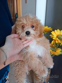 Maltipoo