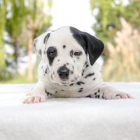 Cucciolo di Dalmata maschio