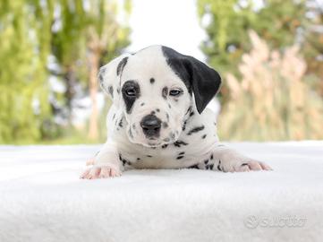 Cucciolo di Dalmata maschio