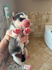 Husky