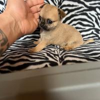 Chihuahua femmina crema mini Toy