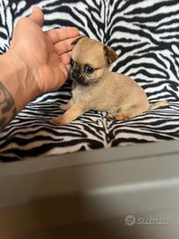 Chihuahua femmina crema mini Toy