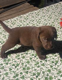 Cuccioli Labrador marroni / choco con pedigree