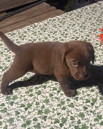 Cuccioli Labrador marroni / choco con pedigree