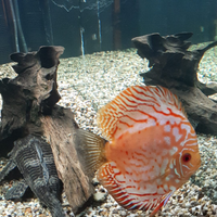 Discus vari colori