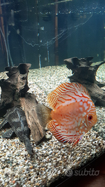 Discus vari colori