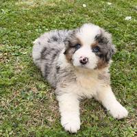 Cuccioli pastore australiano