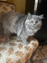 Gattine persiane normotipo
