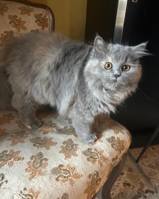 Gattine persiane normotipo