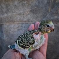 Cocorita allevata a mano piccolo pullo