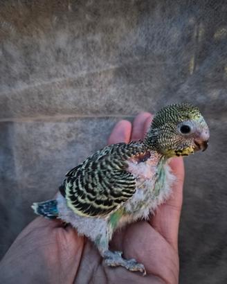Cocorita allevata a mano piccolo pullo