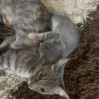2 gattini di 2 mesi bellissimii ???