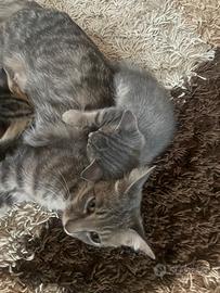 2 gattini di 2 mesi bellissimii ???