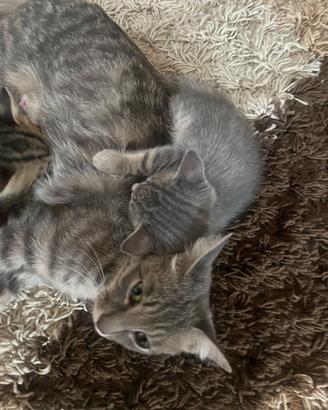 2 gattini di 2 mesi bellissimii ???
