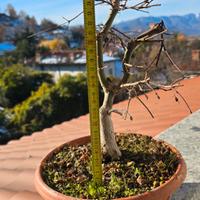 Bonsai acero rosso deshojo