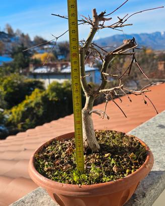 Bonsai acero rosso - Prezzi e offerte usato - Subito.it