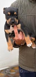 pitbull tricolor 