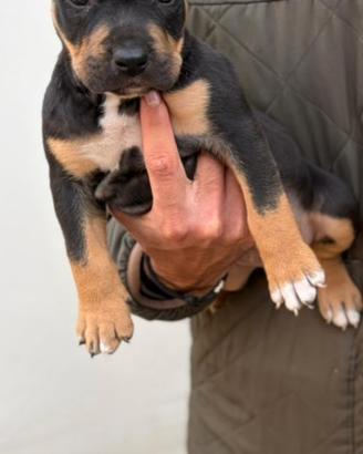 pitbull tricolor 
