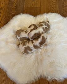 Cuccioli Cavalier King