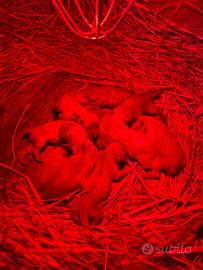 Basset fauve de Bretagne