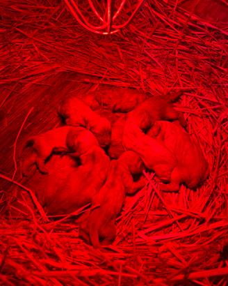 Basset fauve de Bretagne