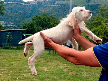 Cuccioli Spinone Italiano
