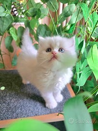 Gattino persiano maschio