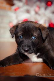 Cucciolio di cane mix Husky e simil border collie