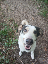 Cane meticcio 7 anni