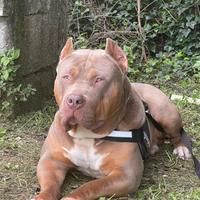 American Bully XL