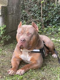 American Bully XL