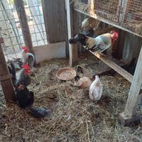 Galline nane nagasaki