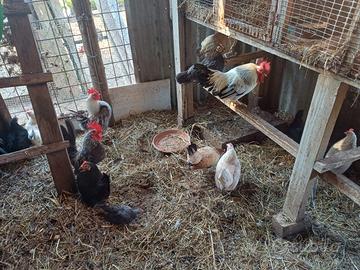 Galline nane nagasaki