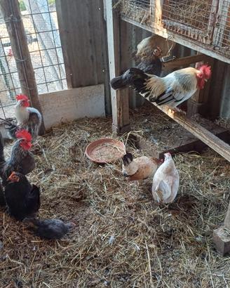 Galline nane nagasaki