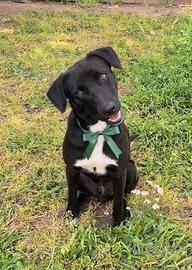 Finn cagnolino in adozione