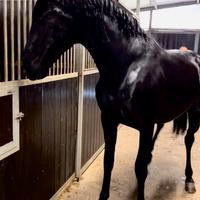 Cavallo Andaluso